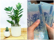 Nhà đẹp - Muốn tiền vào như nước, “tậu” ngay 8 loại cây "chỉ nghe tên đã thấy giàu"