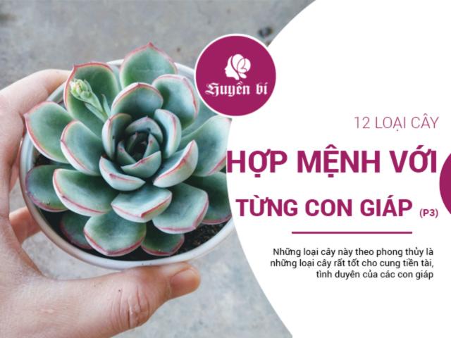 12 con giáp trồng cây phong thủy chuẩn để vạn sự hanh thông, tiền tài kéo đến (P.3)