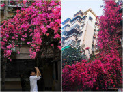 Nhà đẹp - Từ một chậu hoa được tặng, người đàn ông tạo nên “kỳ tích” giữa phố sau 26 năm