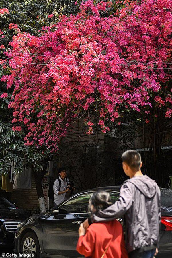 tu mot chau hoa duoc tang, nguoi dan ong tao nen “ky tich” giua pho sau 26 nam - 4