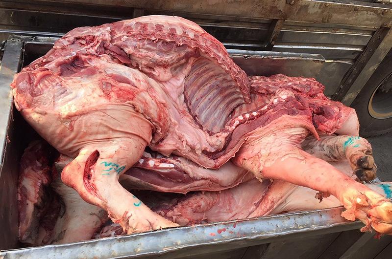 Đặc điểm nhận dạng những con lợn này nếu chết vẫn có các vùng đỏ hoặc tím xanh ở các chi, bụng và ngực. Khi mổ lợn ra, sẽ có dịch lẫn máu ở bụng và khoang ngực, toàn bộ nội tạng, cơ thể đều xuất huyết, lá lách phình to...
