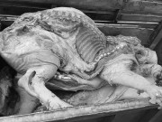 Bếp Eva - Đang có dịch, thấy thịt lợn có những dấu hiệu này chị em tuyệt đối không mua