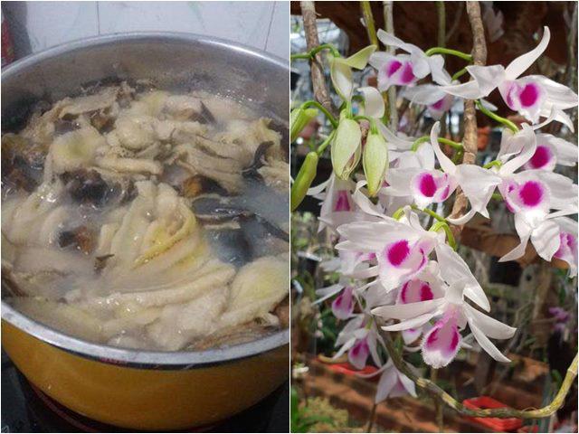 Nấu chuối tưới cho phong lan, 1 tuần sau rễ mọc chi chít hoa tuôn như suối