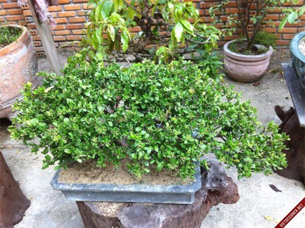 sam nui bonsai cay cuc quy hiem lai con la cay thuoc o mien trung - 4