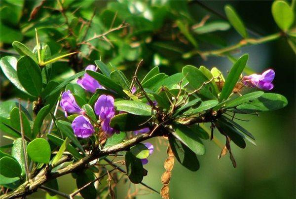 sam nui bonsai cay cuc quy hiem lai con la cay thuoc o mien trung - 5