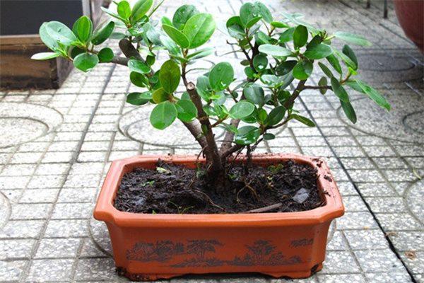 sam nui bonsai cay cuc quy hiem lai con la cay thuoc o mien trung - 6