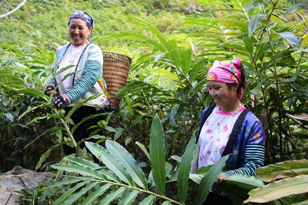 Kiếm khá tiền từ loài cây mọc rậm trong rừng, quả ra dưới gốc - 1