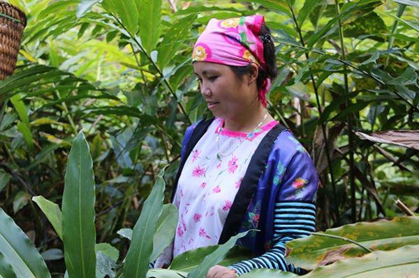 Kiếm khá tiền từ loài cây mọc rậm trong rừng, quả ra dưới gốc - 3