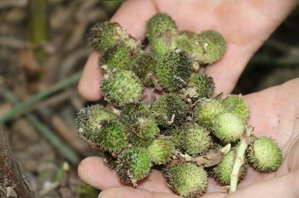 Kiếm khá tiền từ loài cây mọc rậm trong rừng, quả ra dưới gốc - 4