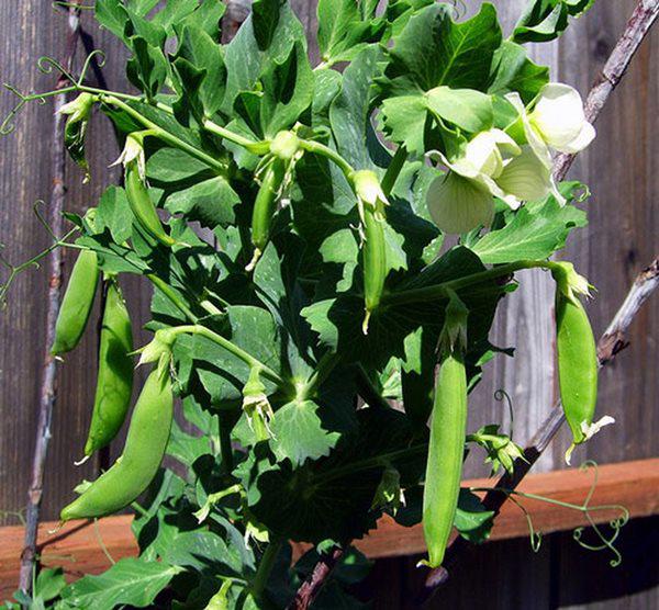 7 loại cây trồng trong giỏ cho quả lúc lỉu, nhìn “ngon” mắt, vặt đã tay - 4