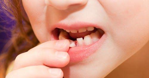 Đừng vội vứt răng sữa của con đi vì chúng có thể amp;#34;cứu mạngamp;#34; bé khi trưởng thành - 2