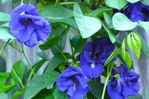 Sự thật về amp;#34;thần dượcamp;#34; đậu biếc chữa được cả ung thư, chị em dùng trong cả nấu nướng - 2