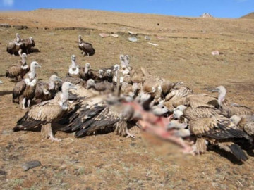 Rùng mình trước những phong tục mai táng cổ quái nhất hành tinh