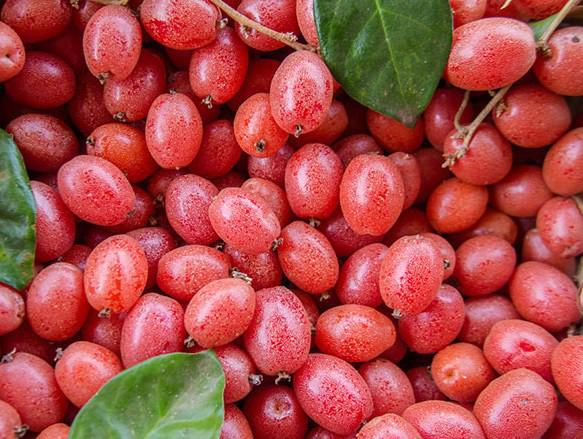 Trị giun sán không cần dùng thuốc, bạn có thể sử dụng những nguyên liệu rẻ tiền này - 1