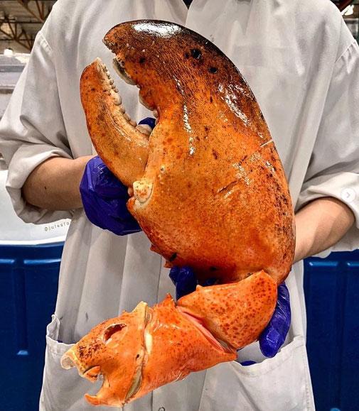 Càng tôm hùm “hai tay ôm không xuể” 200.000/kg tràn lan siêu thị, dân tình rần rần rủ nhau ăn - 2