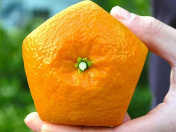 Chỉ có tới Nhật Bản du khách mới được chiêm ngưỡng những thứ độc đáo này