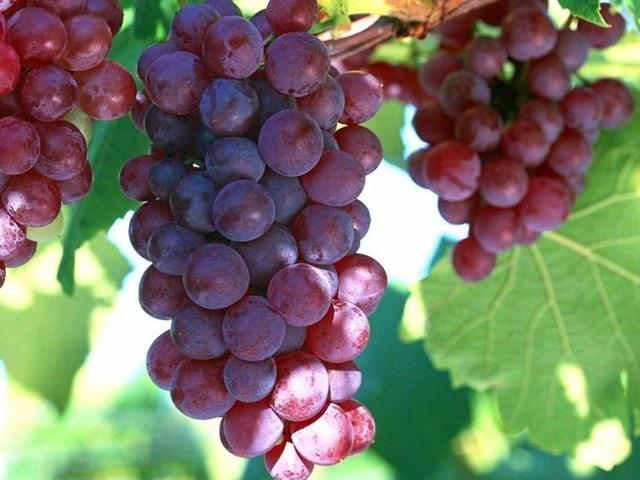 15 tác dụng của quả nho đối với sức khỏe