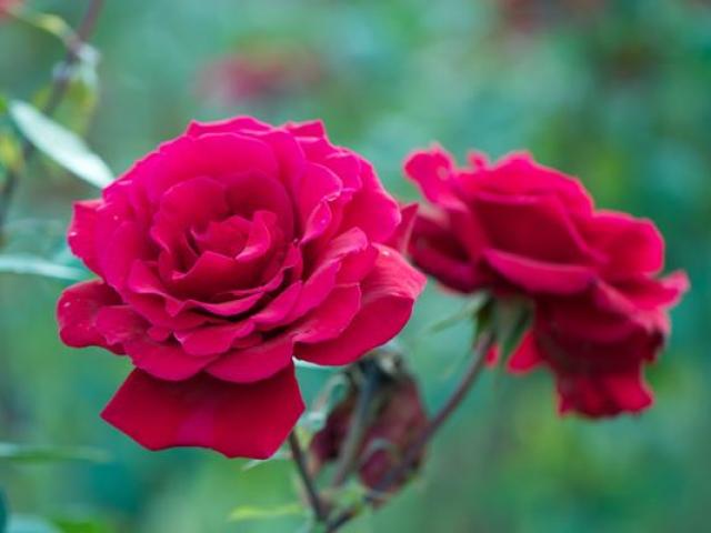 Hoa hồng đẹp nhất thế giới