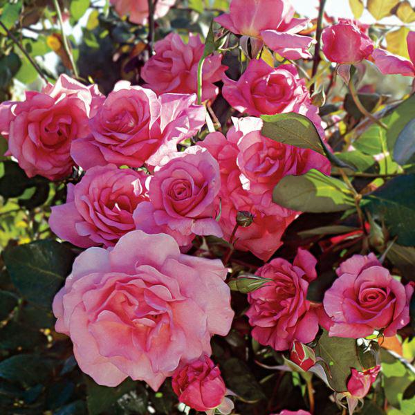 Các loài hoa hồng đẹp trên thế giới - 1