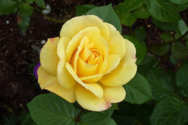Các loài hoa hồng đẹp trên thế giới - 4