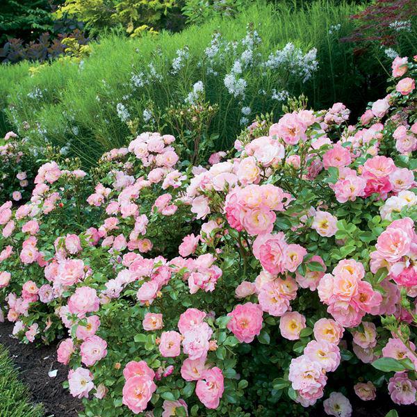 kiến thức về hoa hồng leo giàn sang trọng và quý phái nhấ cho sân vườn