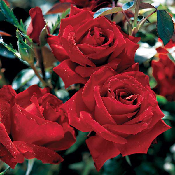 Các loài hoa hồng đẹp trên thế giới - 9