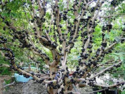 Nhà đẹp - Gần 700 nghìn nửa cân, loại quả này vẫn luôn trong tình trạng cháy hàng