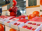 Lifestyle - Mục sở thị quy trình trồng giống xoài đắt nhất thế giới