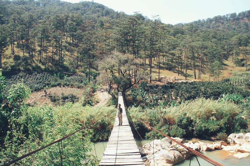 Khám phá cầu gỗ treo đẹp như phim ở Đà Lạt ai có amp;#34;ganamp;#34; mới dám thử - 1