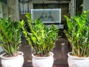 Sức khỏe - Thực hư những cây cảnh để trong nhà đẹp nhưng "độc"?