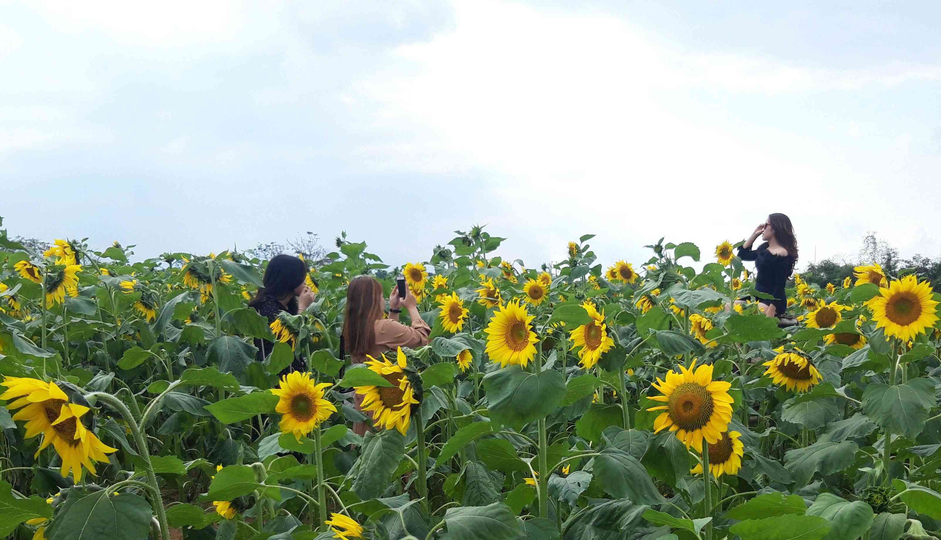 Thiếu nữ đổ về amp;#34;đọ sắcamp;#34; hoa hướng dương bên “dòng sông hoa lửa” - 4