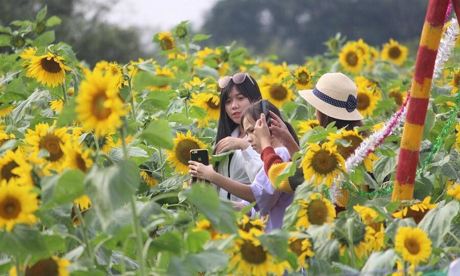 Thiếu nữ đổ về amp;#34;đọ sắcamp;#34; hoa hướng dương bên “dòng sông hoa lửa” - 2