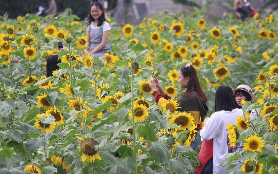 Thiếu nữ đổ về amp;#34;đọ sắcamp;#34; hoa hướng dương bên “dòng sông hoa lửa” - 1