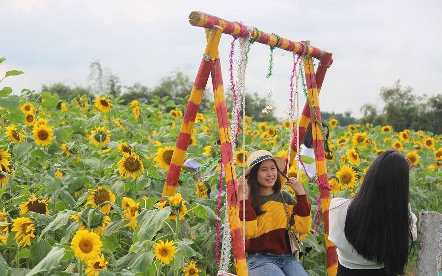 Thiếu nữ đổ về amp;#34;đọ sắcamp;#34; hoa hướng dương bên “dòng sông hoa lửa” - 3