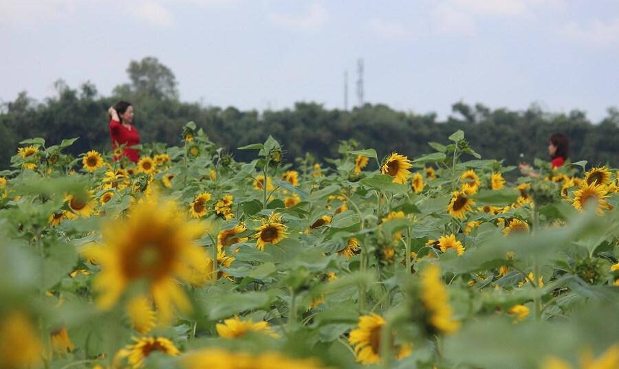 Thiếu nữ đổ về amp;#34;đọ sắcamp;#34; hoa hướng dương bên “dòng sông hoa lửa” - 5