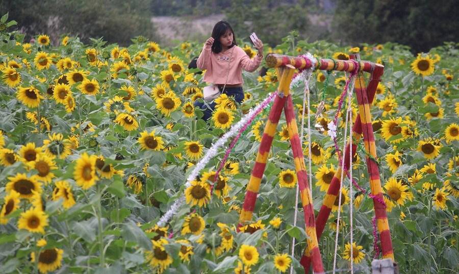 Thiếu nữ đổ về amp;#34;đọ sắcamp;#34; hoa hướng dương bên “dòng sông hoa lửa” - 6