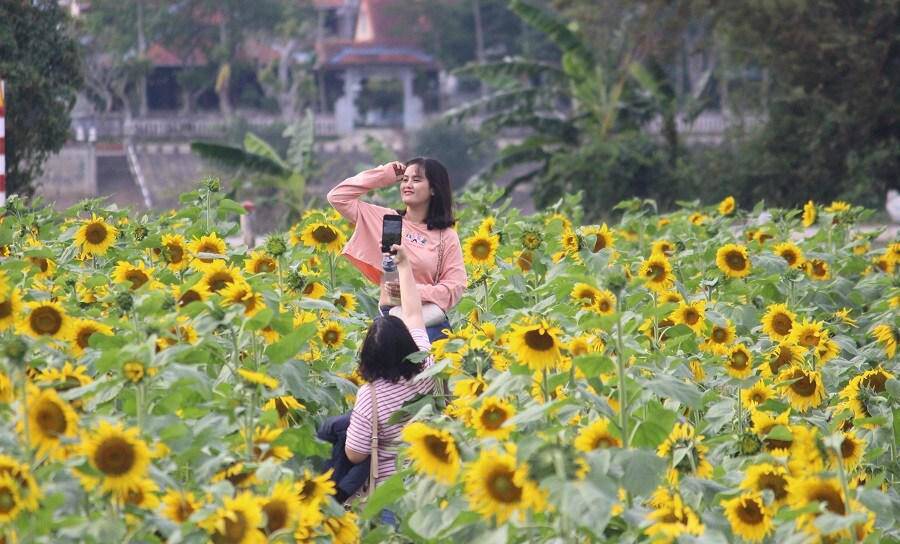 Thiếu nữ đổ về amp;#34;đọ sắcamp;#34; hoa hướng dương bên “dòng sông hoa lửa” - 8