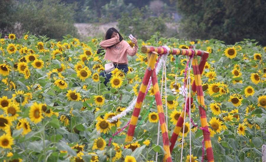 Thiếu nữ đổ về amp;#34;đọ sắcamp;#34; hoa hướng dương bên “dòng sông hoa lửa” - 7