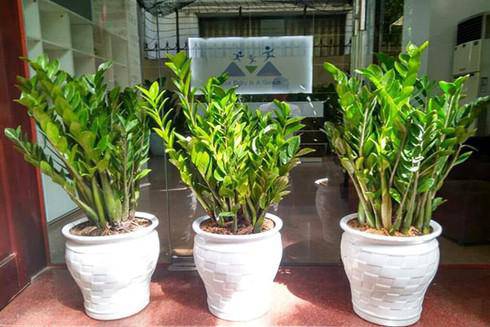 Thực hư những cây cảnh để trong nhà đẹp nhưng amp;#34;độcamp;#34;? - 1