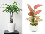 Nhà đẹp - 6 loại cây nghe tên đã thấy giàu, rước vào nhà cuối năm lộc đổ như thác