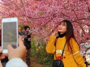 Xem ăn chơi - Tết Dương lịch, du khách kéo lên Đà Lạt ngắm mai anh đào rực nở