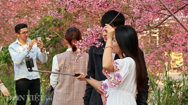 Tết Dương lịch, du khách kéo lên Đà Lạt ngắm mai anh đào rực nở - 4