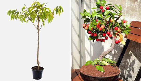 5 loại cây ăn quả vứt hạt ra cũng sống, mấy tháng sau có quả ăn quanh năm - 6