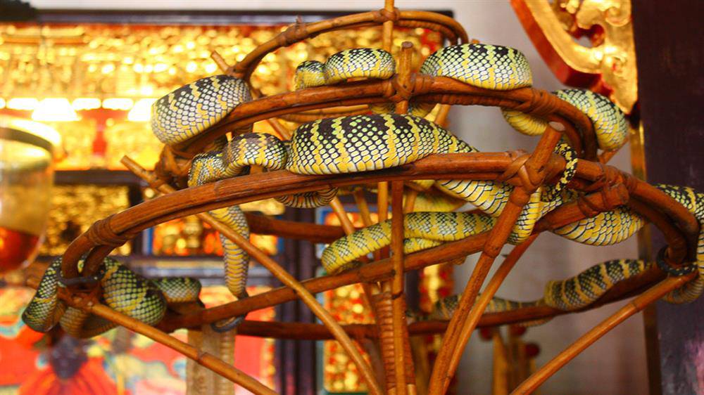 Ghé thăm ngôi đền toàn rắn độc bò lổm ngổm trên đầu du khách - 3