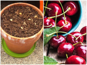 Nhà đẹp - 5 loại cây ăn quả trồng từ hạt "siêu dễ", ai cũng nên trồng 1 cây trong nhà