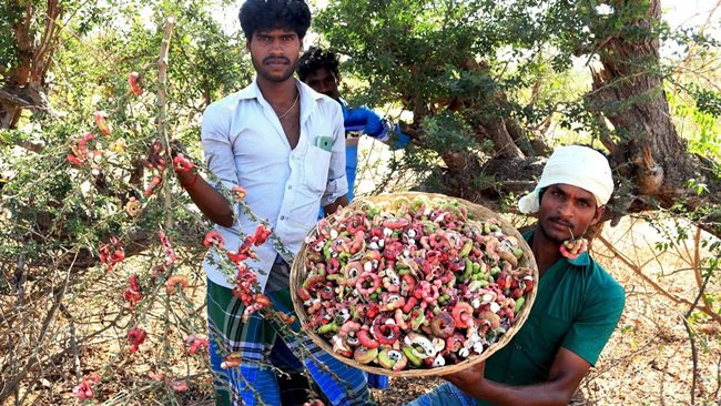 Cây làm hàng rào cho quả kỳ quái, nay được khách chuộng đổ xô hái về amp;#34;hốt bạcamp;#34; - 1
