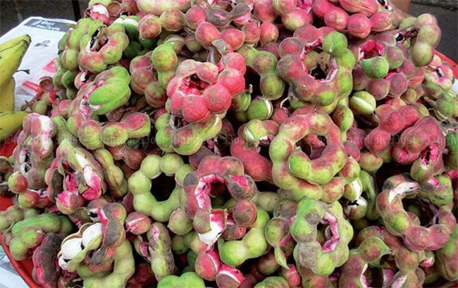 Cây làm hàng rào cho quả kỳ quái, nay được khách chuộng đổ xô hái về amp;#34;hốt bạcamp;#34; - 6