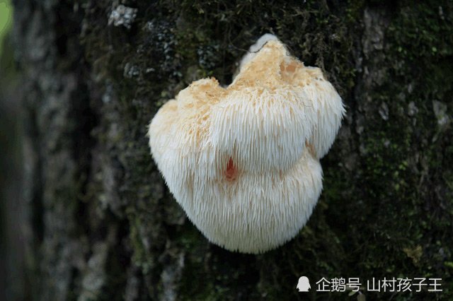 Loại nấm dại có hình thù rất giống đầu khỉ