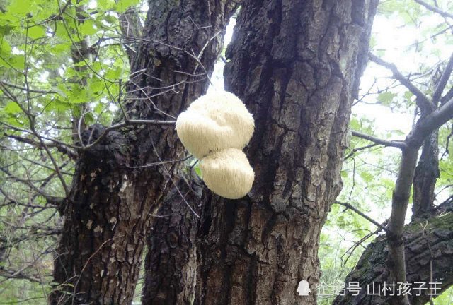 Nấm đầu khỉ thường mọc trên những thân cây đã tồn tại qua nhiều thập kỷ