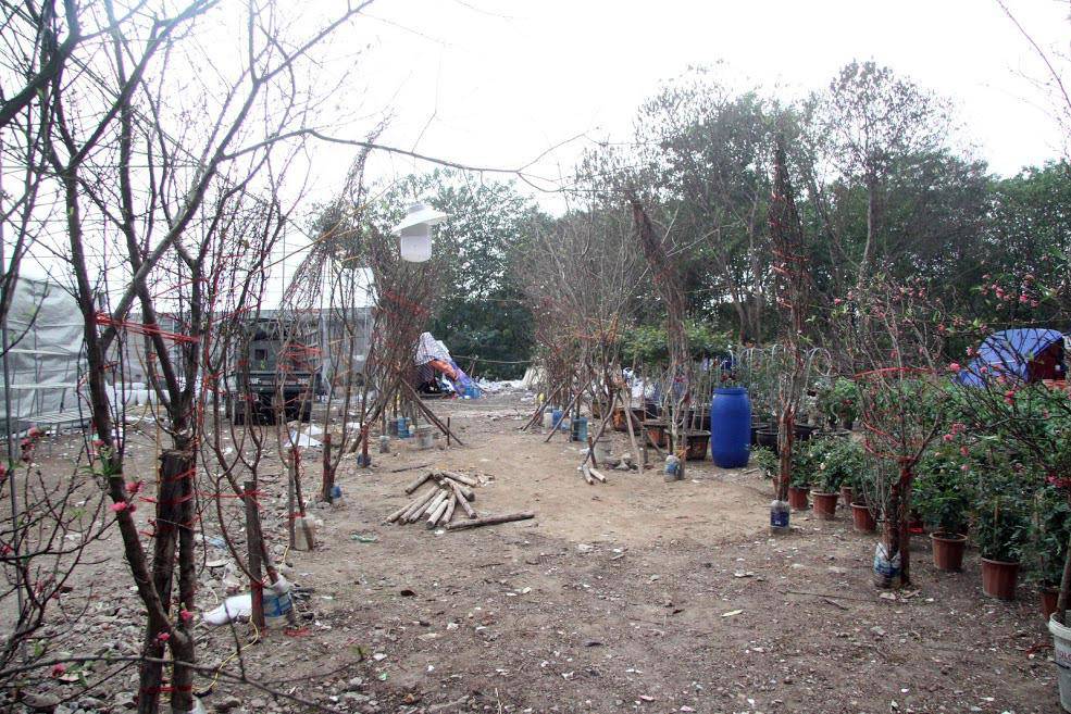 Đào rừng cổ giá cả triệu đồng rộn ràng khắp phố Hà Nội phục vụ Tết Nguyên đán - 4